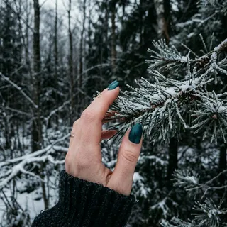 Oval nails in rich teal blue spruce green touching a frosted pine branch